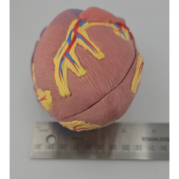 1996 GPI Anatomical Heart Model 5.5 in x 3 in ~ 2 Parts, No Display Stand, EUC - Picture 10 of 10
